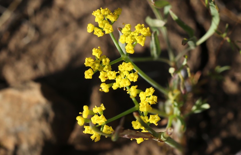 Lomatium ambiguum 13