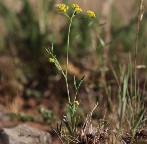 Lomatium ambiguum 15