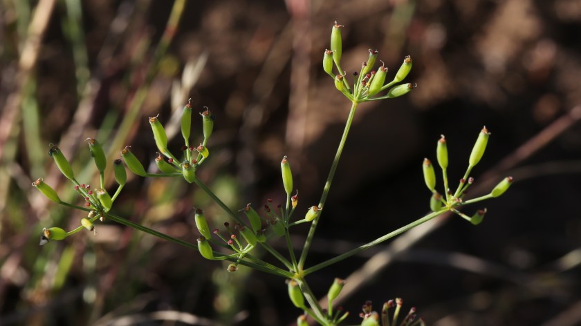 Lomatium ambiguum 17