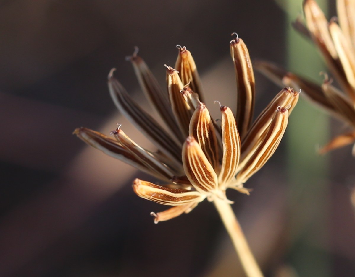 Lomatium bicolor var.&nbsp;leptocarpum