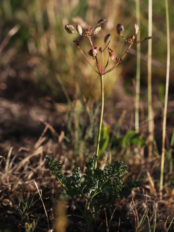 Lomatium canbyi 01