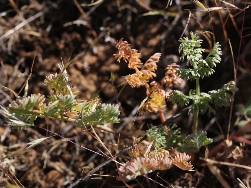 Lomatium canbyi 05