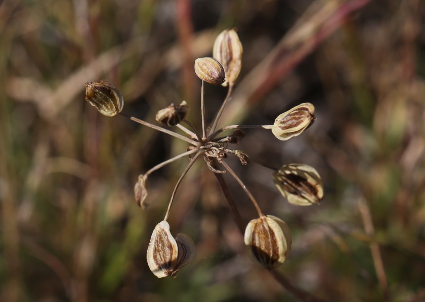 Lomatium canbyi 08