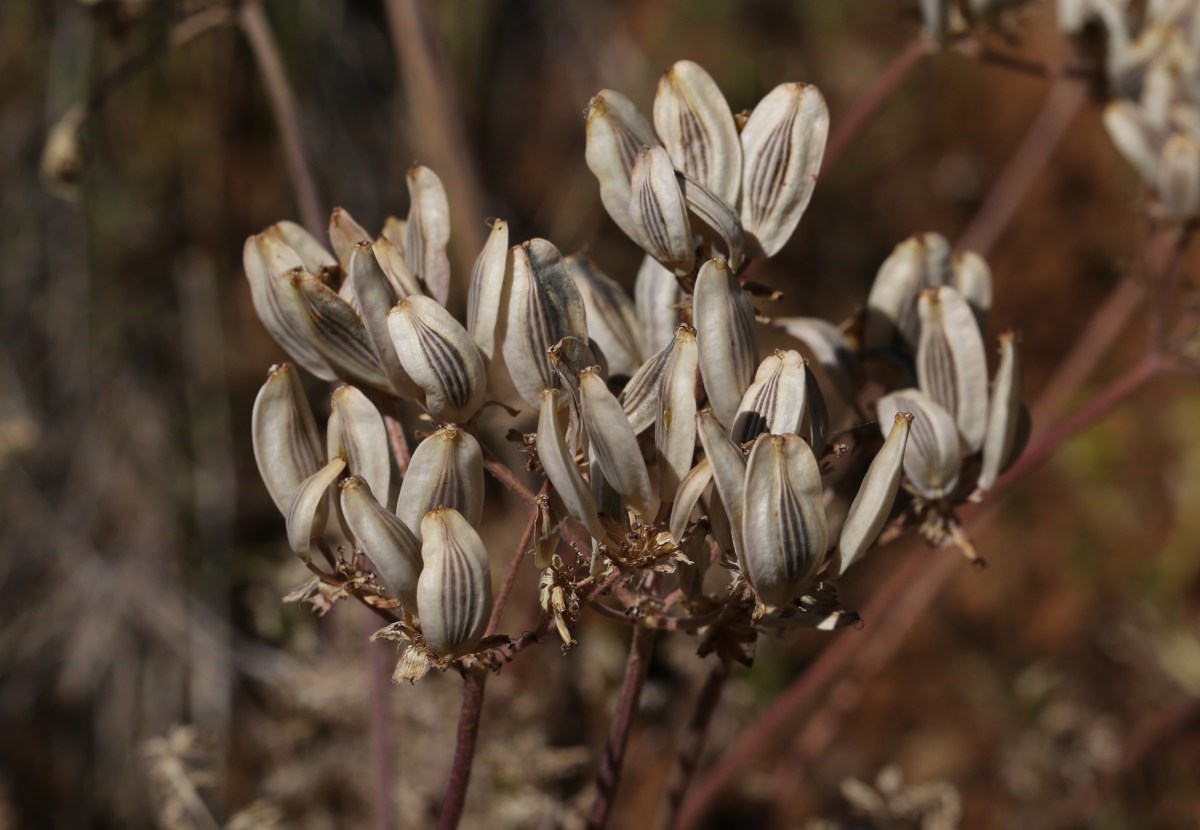 Lomatium cous