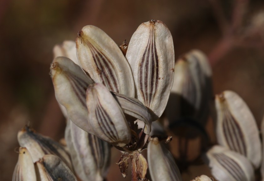 Lomatium cous 02