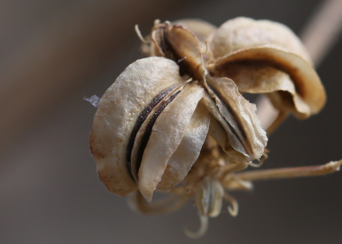 Lomatium dasycarpum var.&nbsp;dasycarpum