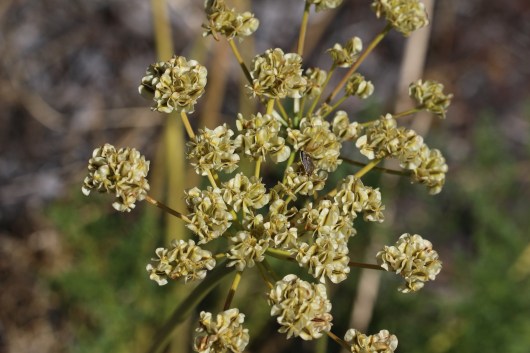 Lomatium dasycarpum 04