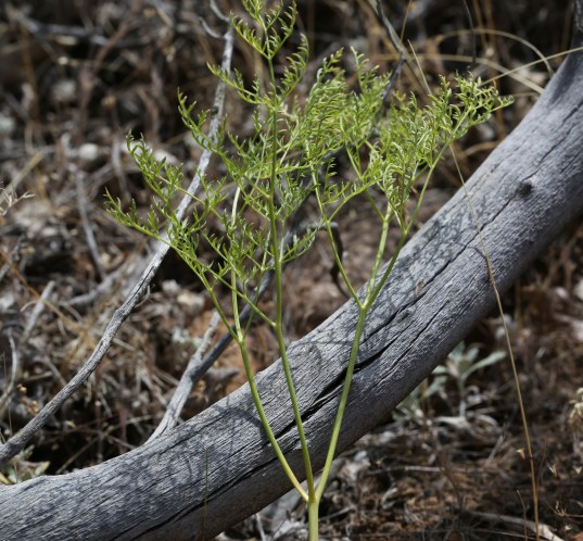 Lomatium dasycarpum 05