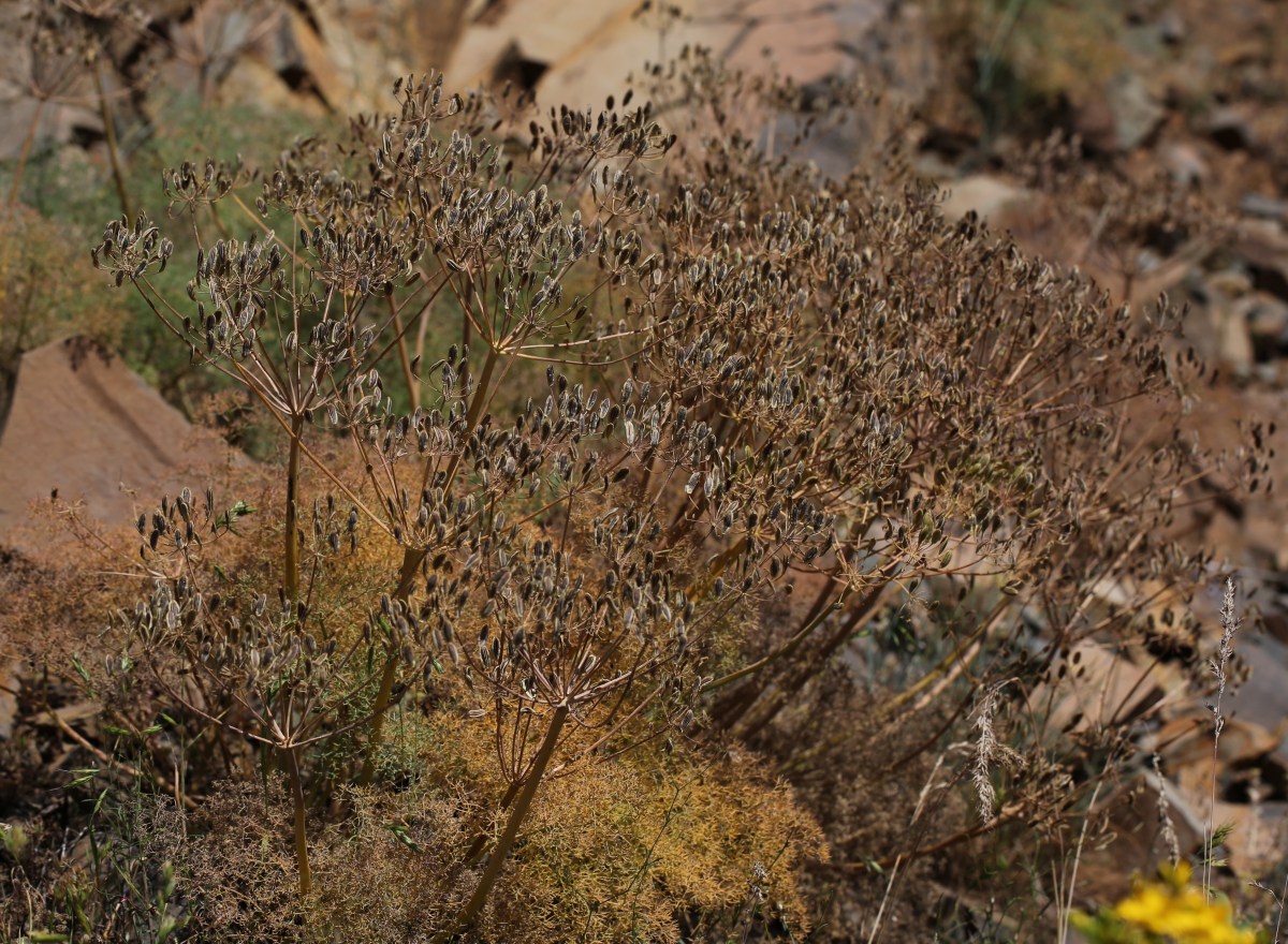 Lomatium grayi
