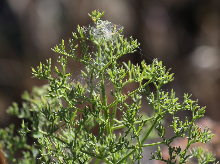 Lomatium grayi 10