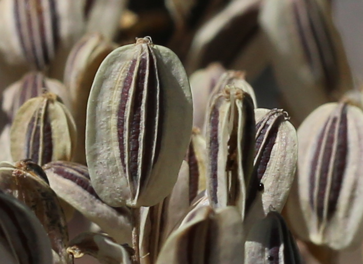 Lomatium laevigatum 01