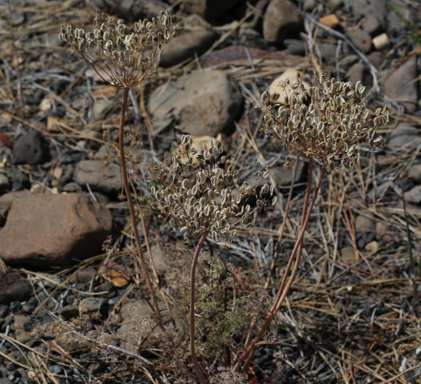 Lomatium laevigatum 03