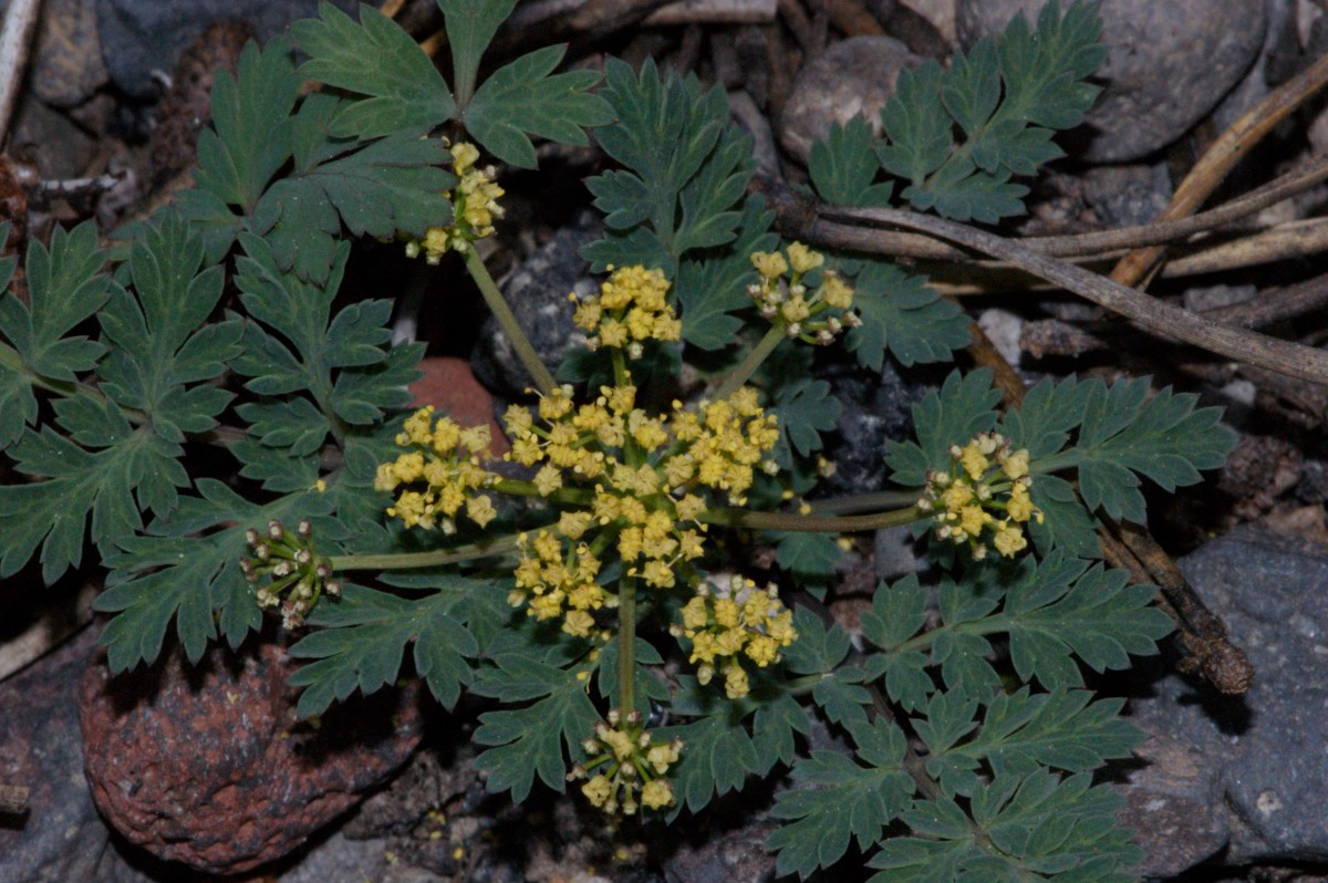 Lomatium martindalei