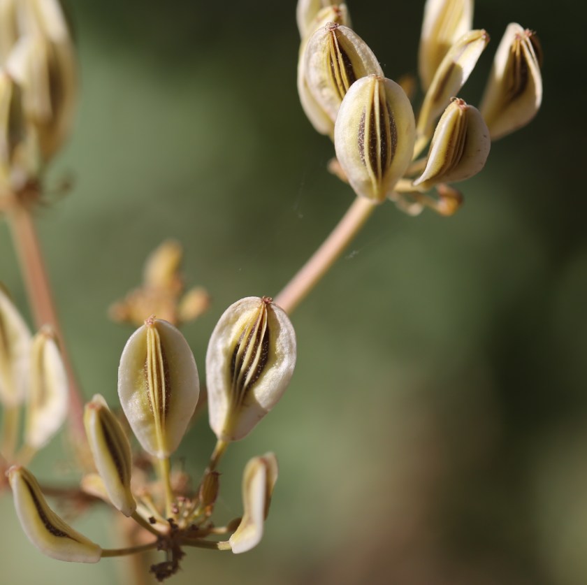 Lomatium peckianum 02