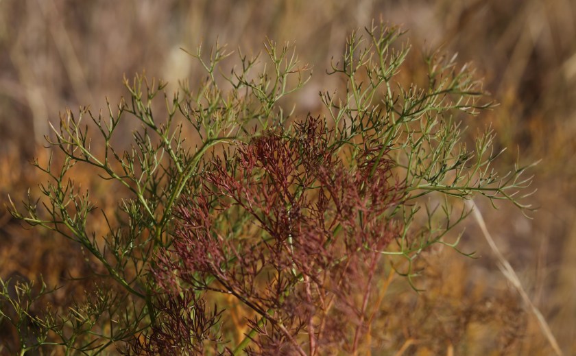 Lomatium suksdorfii 02