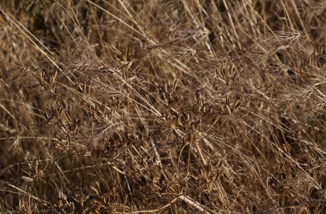 Lomatium tamanitchii 03