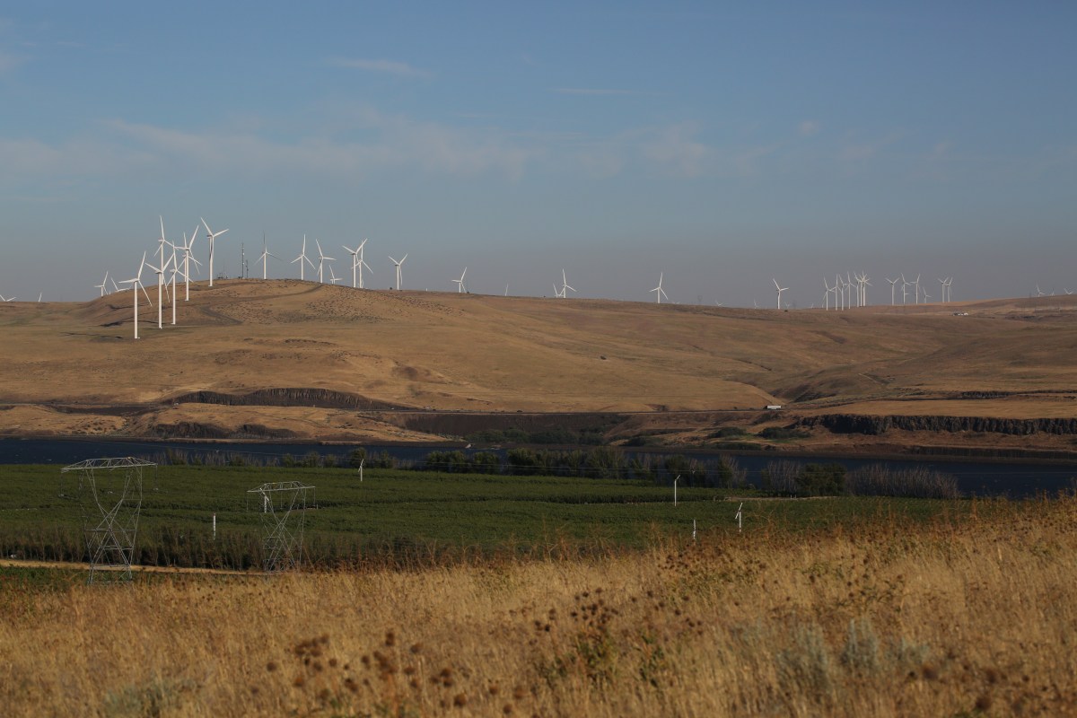 Lomatium tamanitchii