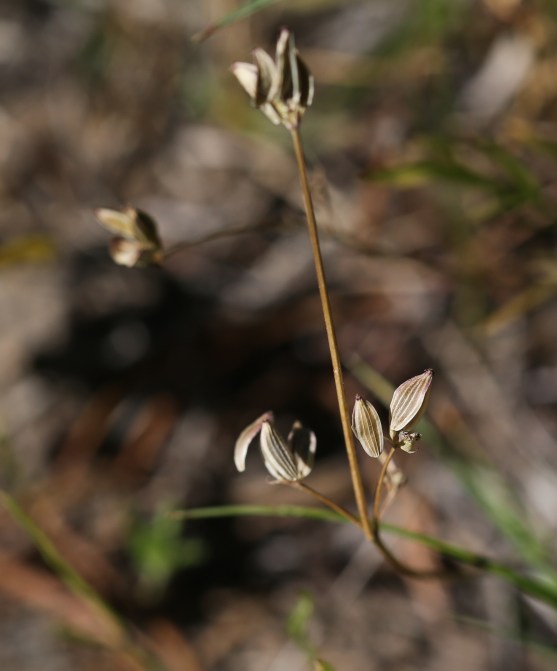 Lomatium tarantuloides 02