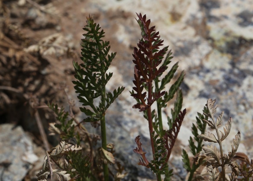 Lomatium tracyi 03