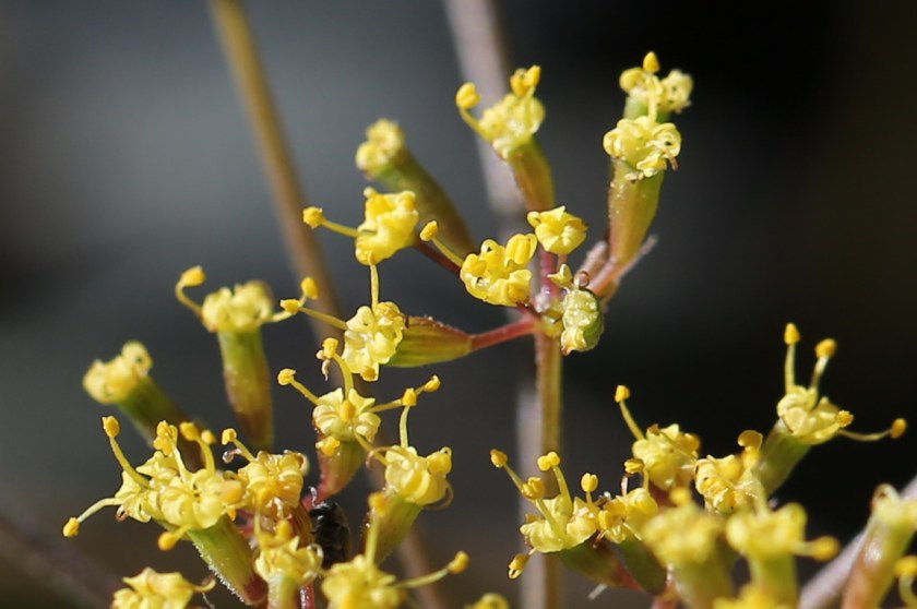 Lomatium triternatum macrocarpum 02