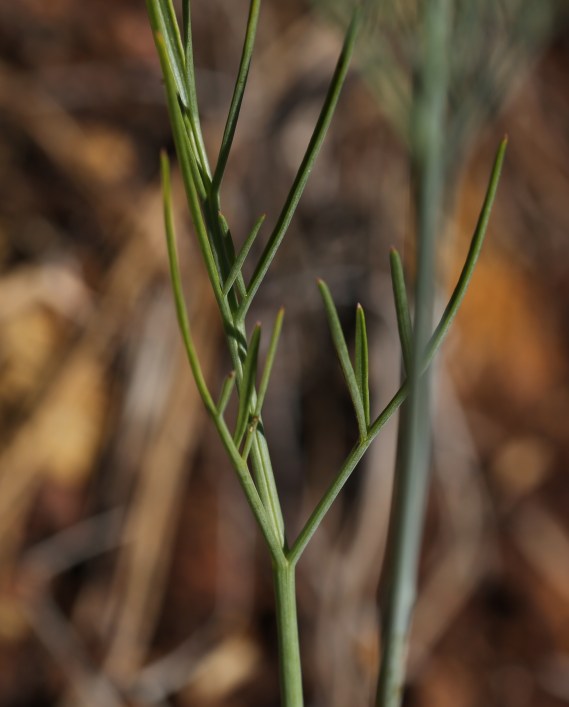 Lomatium triternatum macrocarpum 07
