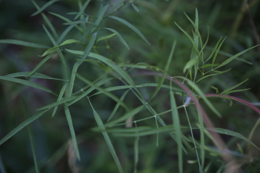 Lomatium triternatum macrocarpum 10