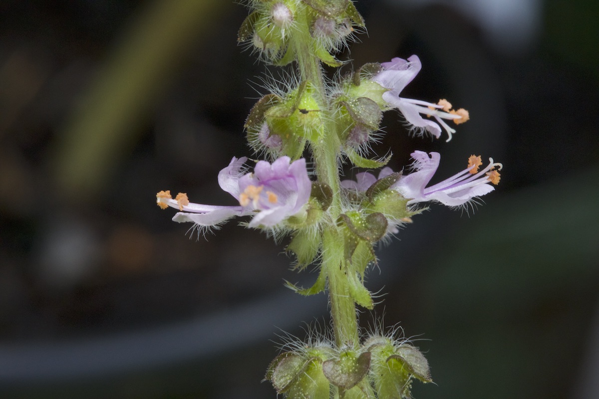 Tulsis et autres Vérités Basilico-moléculaires pour se libérer de la Terreur&nbsp;Pharmacratique