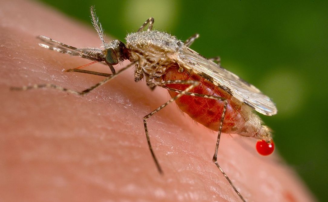 Pour prévenir et guérir la Malaria: les Armoises d’Artémis ou les vaccins chimériques de la&nbsp;Pharmacratie?
